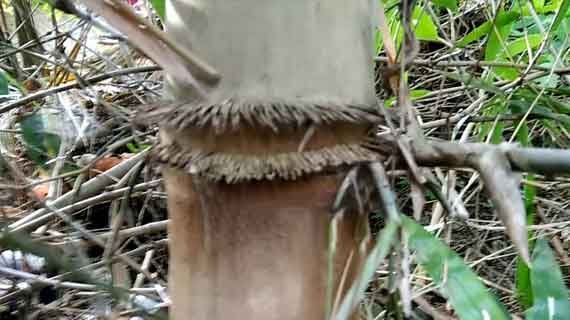 Jangan Salah! Kenali Ciri ciri Bambu yang Ada Bulu Perindu Asli